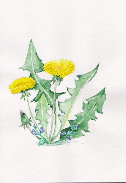 Рисование одуванчик