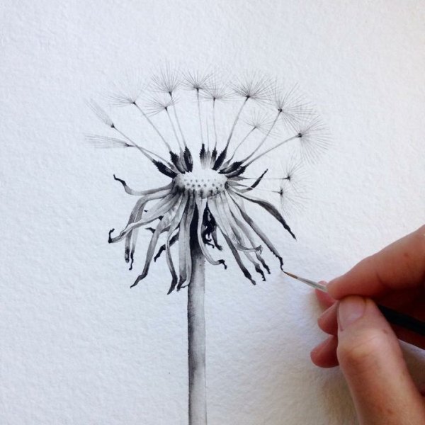 Одуванчик эскиз