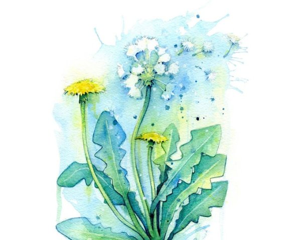 Одуванчики акварелью