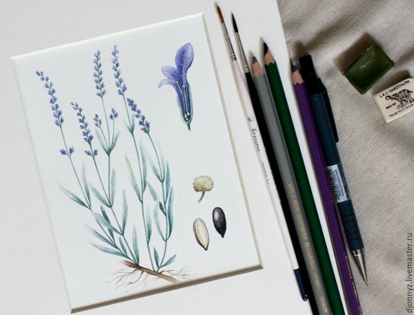 Скетчинг акварелью Лаванда