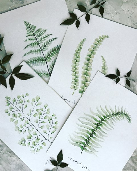 Папоротник иллюстрация акварель