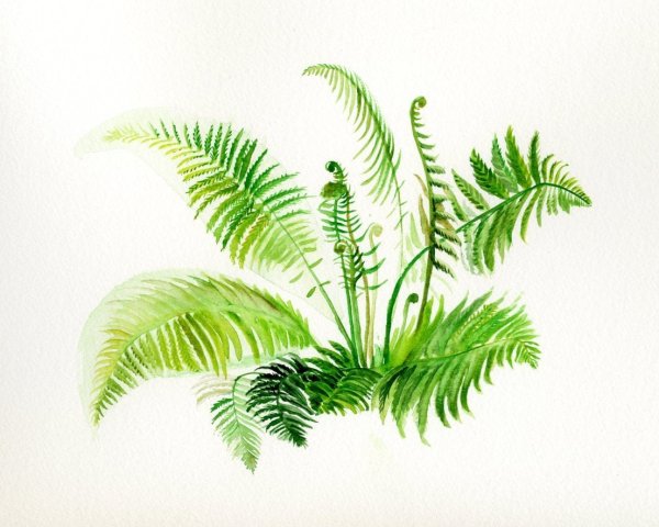 Тату папоротник акварель