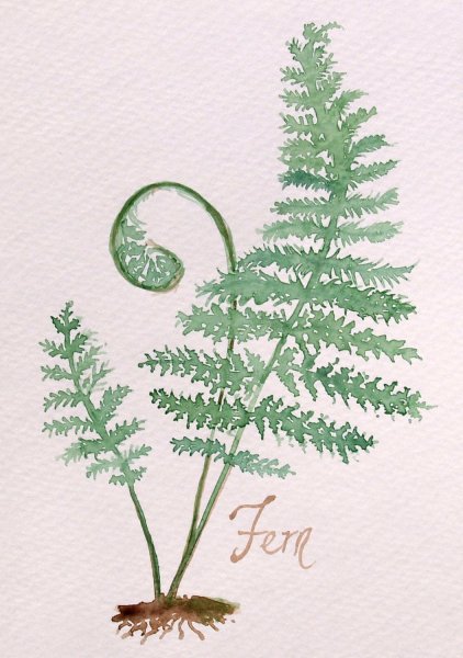 Папоротник легко