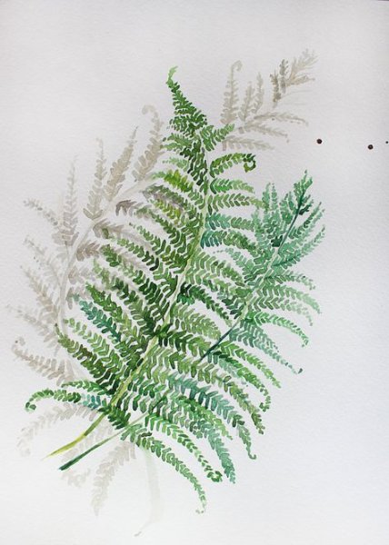 Папоротник k7l0272