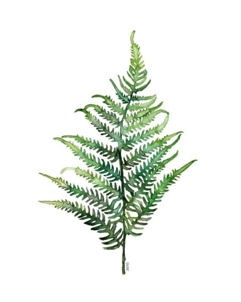 Папоротник акварель