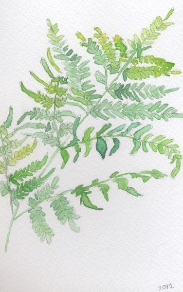 Папоротник эскиз