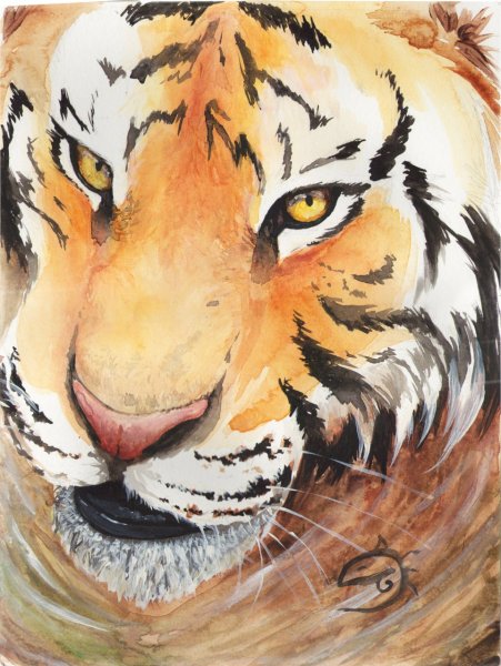 Тигр акварель