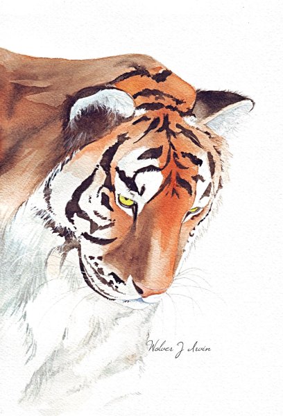 Тигр акварель