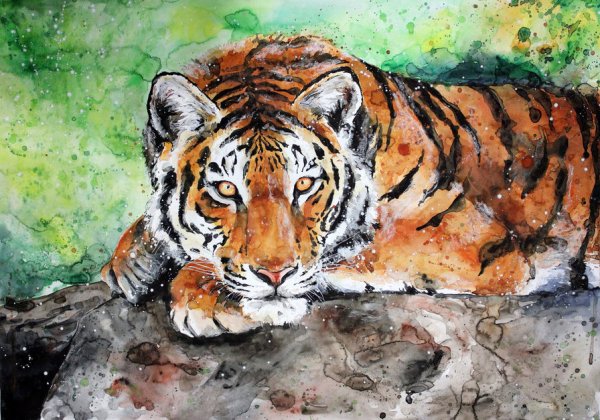 Тигр акварель