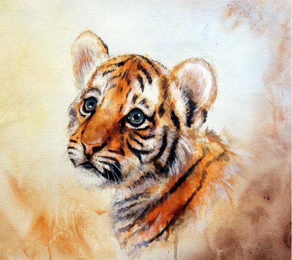 Тигр для рисования красивый