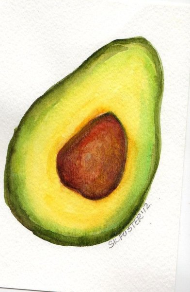 Авокадо акварельный скетч