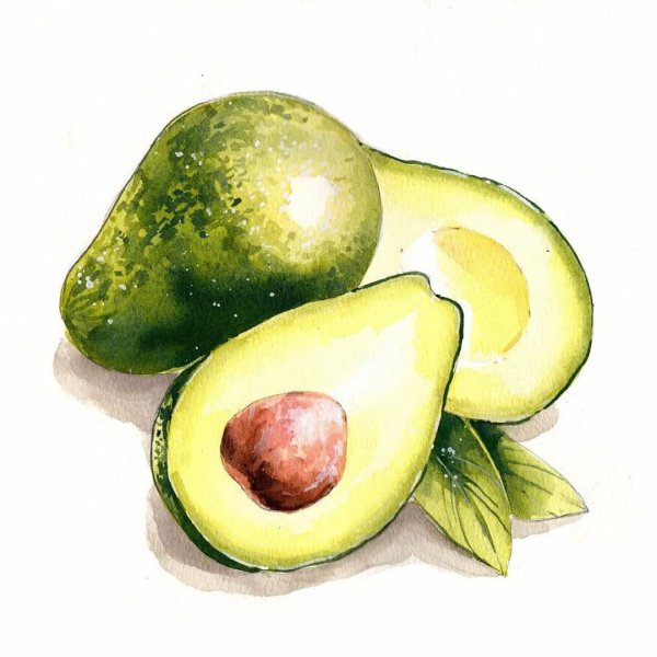 Авокадо скетч