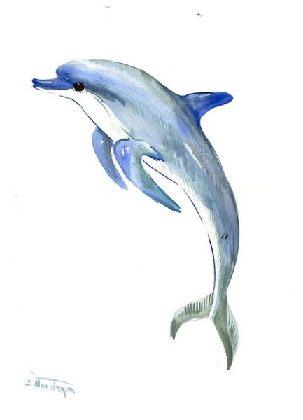Дельфины для срисовки