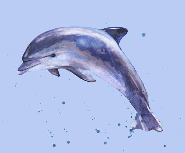 Дельфин акварелью для детей