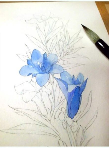 Поэтапное рисование цветов акварелью