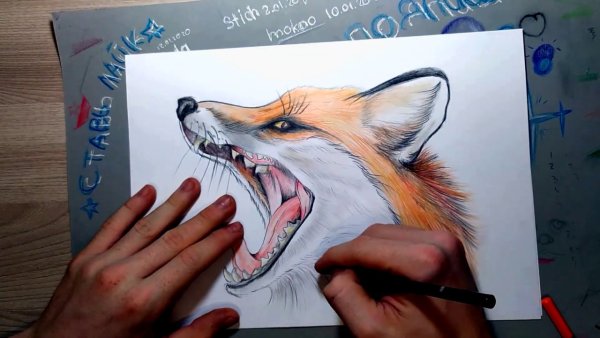 Лиса карандашом