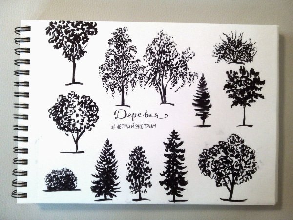 Зарисовки деревьев маркером