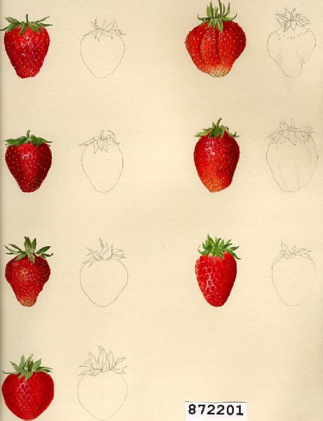 Нарисовать клубнику пошагово