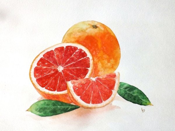 Грейпфрут акварелью