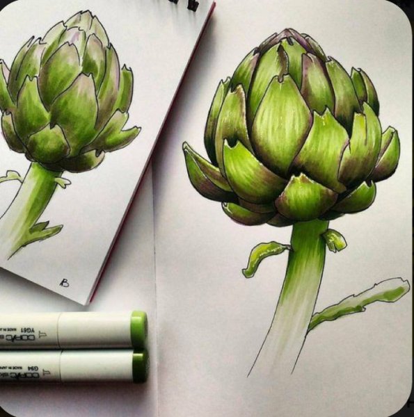 Артишок Ботанический скетч