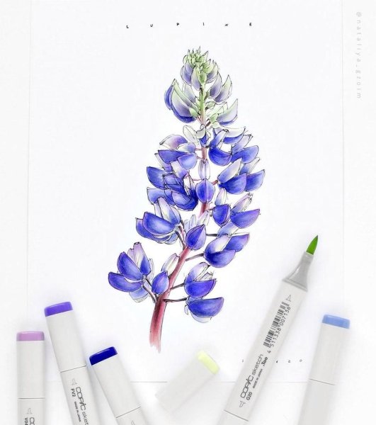 Цветы скетч маркерами