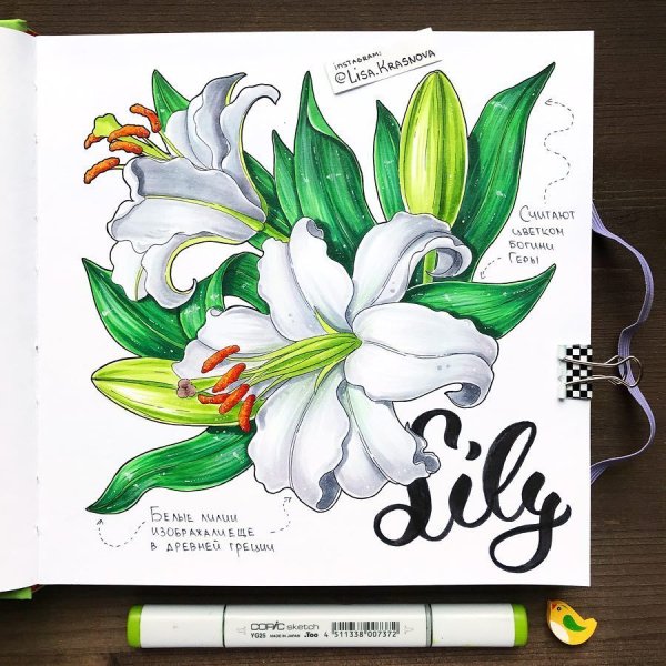 Цветы скетч маркерами