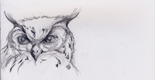 Сова рисунок