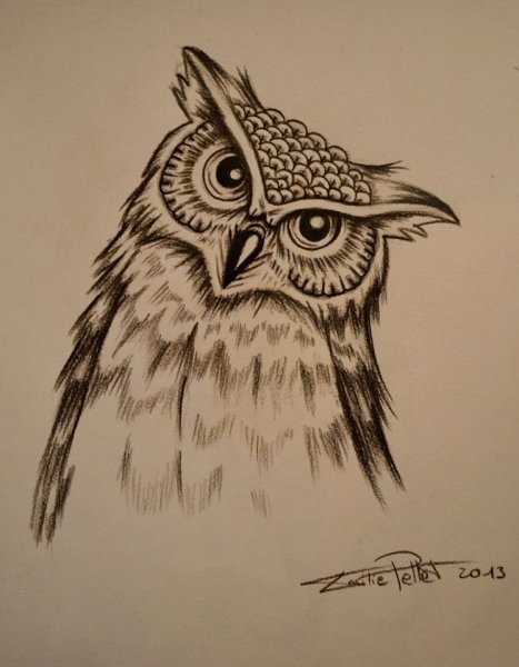 Сова карандашом