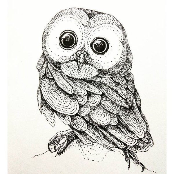 Сова рисунок
