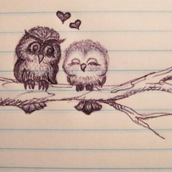 Сова на ветке рисунок карандашом