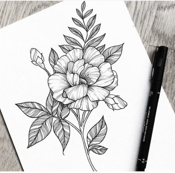 Скетчи цветов