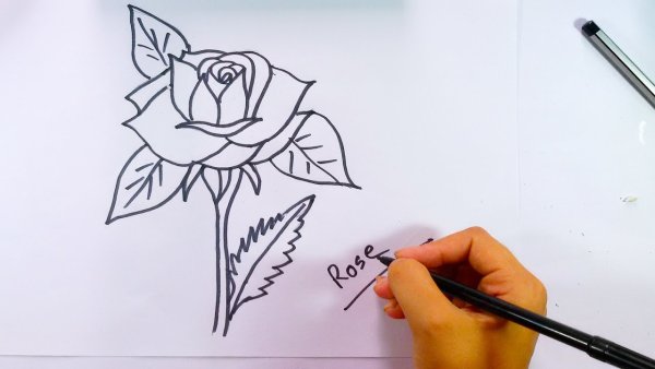 Роза рисунок ручкой для срисовки