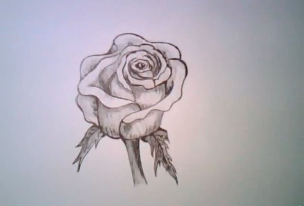 Красивые цветочки карандашом