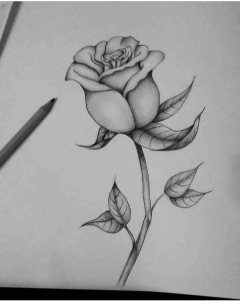 Маленькие розы карандашом