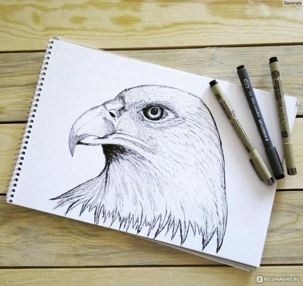 Уроки рисования ручкой