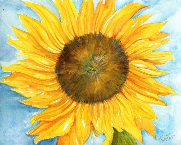 Подсолнух красками