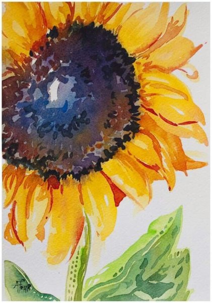 Подсолнухи акварелью