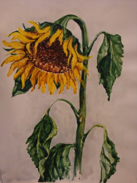 Нарисовать подсолнух красками