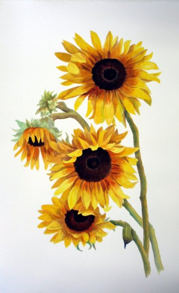 Подсолнухи акварелью Куцаевой Дарьи