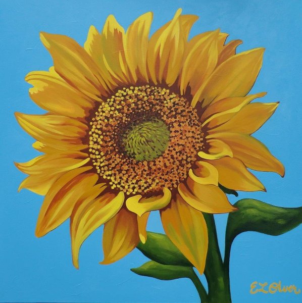 Подсолнух нарисованны