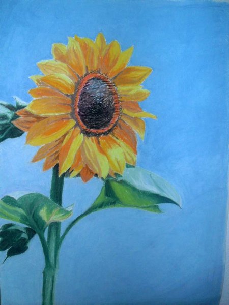 Подсолнух восковыми мелками