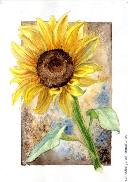 Подсолнечник акварель