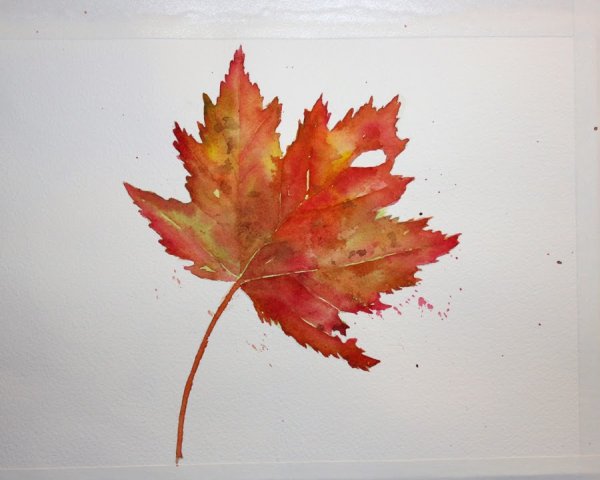 Листья клена акварелью