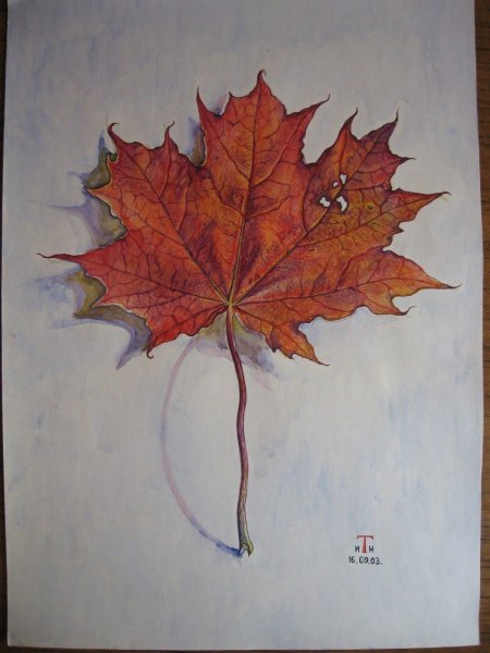 Рисование листьев клена