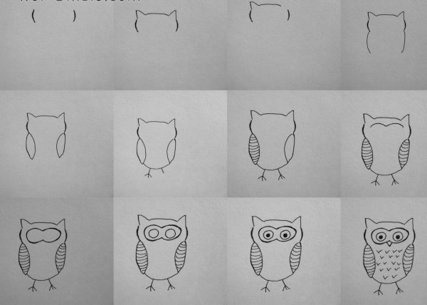 Поэтапное рисование Совы