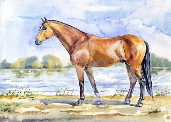 Лошадь акварелью в полный рост