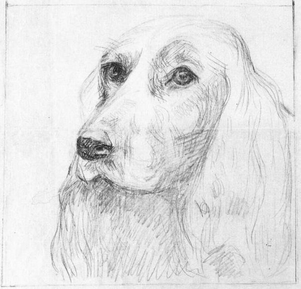 Лабрадор сидит рисунок