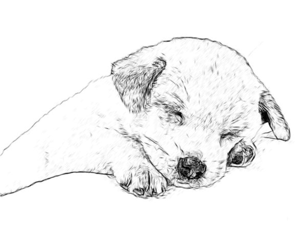 Йорк раскраска