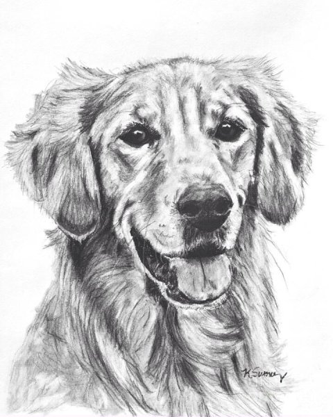 Йоркширский терьер карандашом