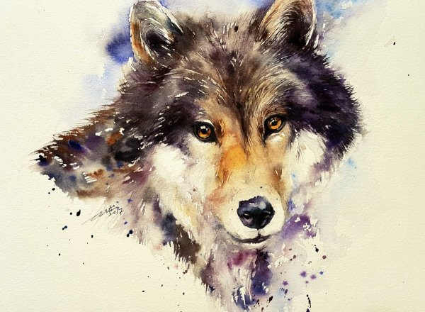 Волк рисунок акварелью